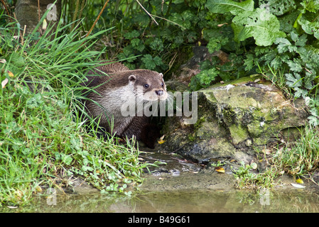 Ou européenne la loutre (Lutra lutra) Banque D'Images