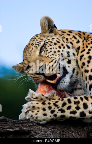 Un Léopard (Panthera pardus) manger en Namibie Banque D'Images