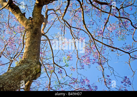 Jacaranda, bleu (Jacaranda mimosifolia) en pleine floraison en Septembre Banque D'Images