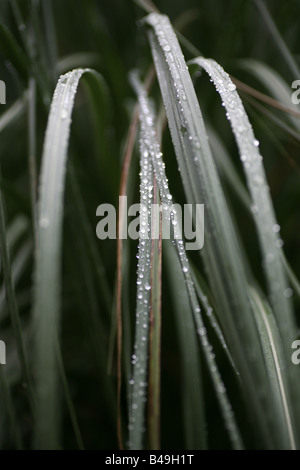 Plante à feuilles fines vert foncé avec la rosée sur elle Banque D'Images