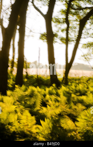 Une exposition multiple de la fin de l'après-midi du soleil brillant à travers les fougères dans les bois du Lancashire. Banque D'Images