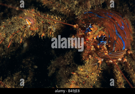 Galathea strigosa (squat lobster), Suède Banque D'Images