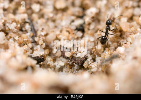 Petit immeuble ant nest grain par grain Banque D'Images