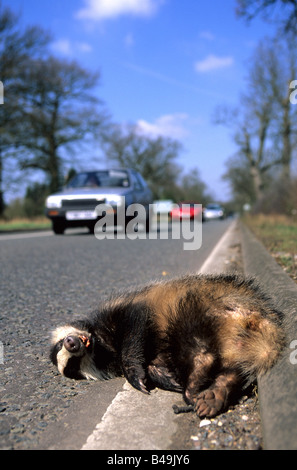 Blaireau (Meles meles), adulte, gisant mort dans la gouttière de la route principale très fréquentée, Warwickshire, en Angleterre, Hiver Banque D'Images