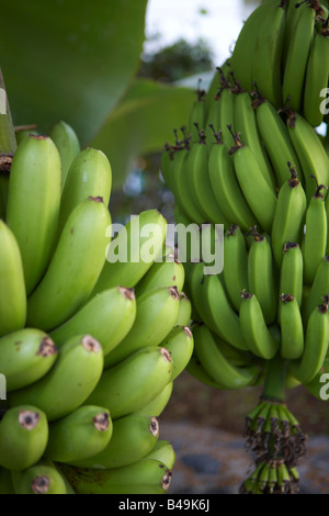 Régime de bananes on tree Banque D'Images