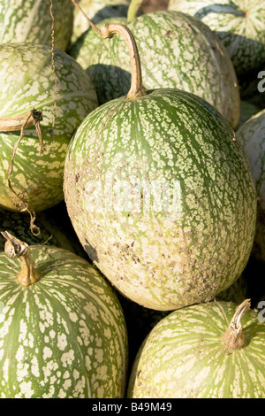 Pile de Cucurbita ficifolias ou : Malabar Gourd, Siam Gourd, chilacayote, chiverre, fig-leaved gourd, Malabar gourd... Banque D'Images