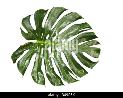 Philodendron Monstera pertusum, feuilles Banque D'Images