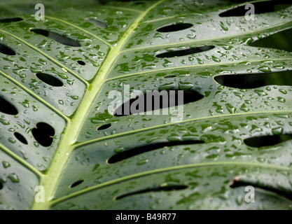 Philodendron Monstera pertusum, feuilles Banque D'Images