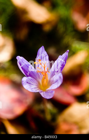 Une floraison de crocus au mauvais moment de l'année alors que l'automne les feuilles tombent l'usine a décidé de ressort dans la vie dans une gar Banque D'Images