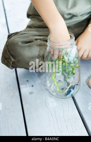 Boy putting baies et grenouille jouet en bocal en verre, close-up Banque D'Images