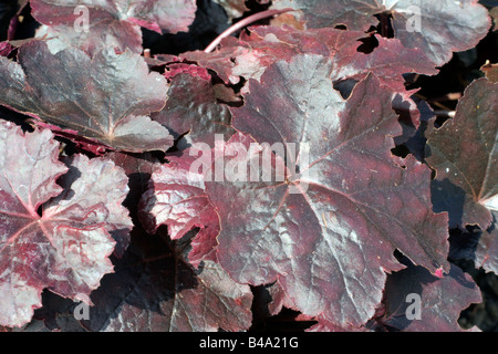 HEUCHERA OBSIDIAN Banque D'Images