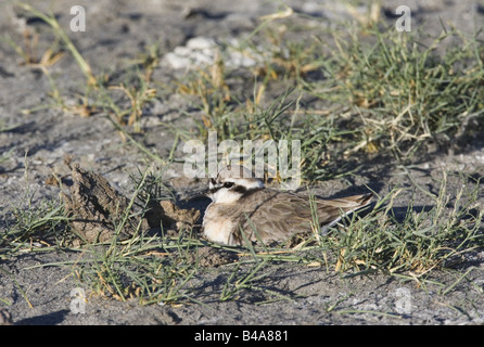 Zoologie / animaux / Oiseaux, oiseaux, Kittlitz's Plover (Charadrius pecuarius sable), assis sur le sol, Serengeti, Tanzanie, distribution : Europe, Afrique, Additional-Rights Clearance-Info-Not-Available- Banque D'Images