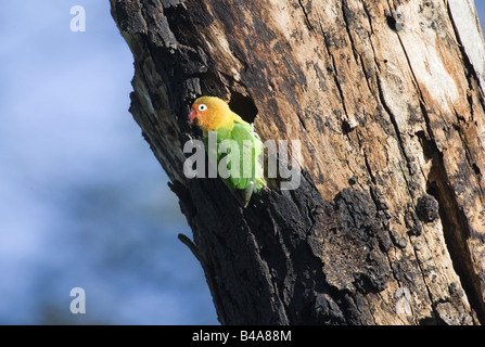 Zoologie / animaux / oiseau, aviaire, l'Inséparable de Fischer (Agapornis fischeri), assis, au tree bork, Serengeti, Tanzanie, distribution : Afrique de l'Est, Additional-Rights Clearance-Info-Not-Available- Banque D'Images