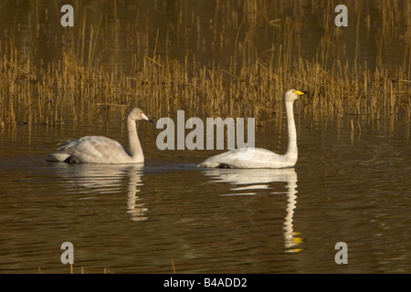 Cygne chanteur Cygnus cygnus Banque D'Images