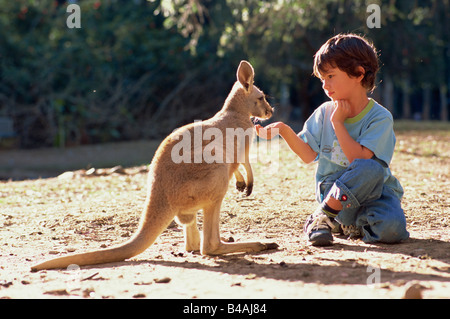 Currumbin Sanctuary, Garçon et Kangaroo Banque D'Images