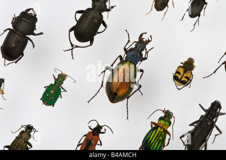 Collection ponderosa en show case types européenne Allemagne Europe insectes mort animal humain Banque D'Images