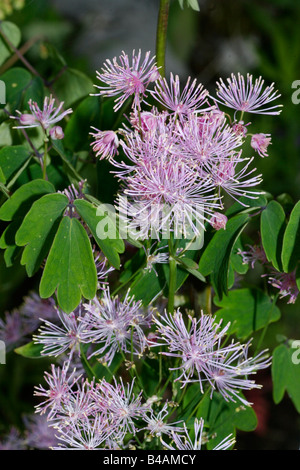 Botanique, meadow-rue, (Thalictrum), une plus grande Meadow-rue, (Thalictrum aquilegifolium), oranger, feuilles, Additional-Rights Clearance-Info-Not-Available- Banque D'Images