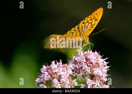 Fritilarry Argynnis paphia lavé argent sucer à nectar Majoran sauvages Origanum vulgare Schwaebische Alb Allemagne Banque D'Images