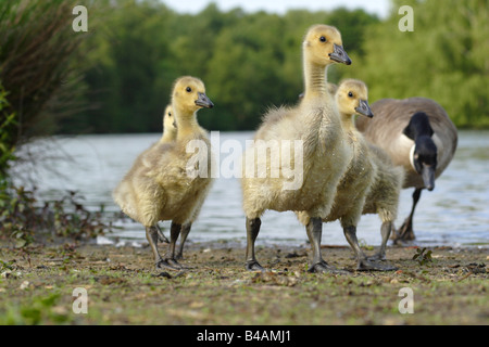 Kanadagans Canada Goose Branta canadensis Banque D'Images