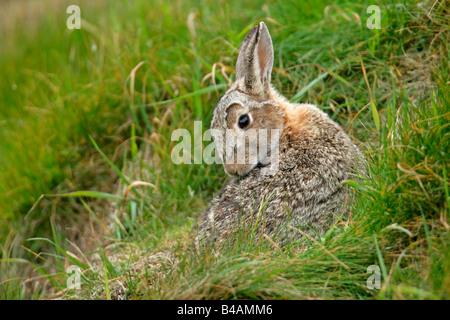 Lapin Oryctolagus cuniculus assis en face d'enfouir le nettoyer fourrure tête s' Établissement"Sumburgh réserve RSPB South Mainland Shetland Banque D'Images