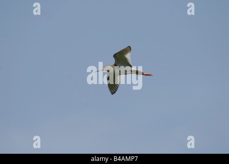 Zoologie / animaux / Oiseaux, oiseaux, Mésange bleue, (Tringa totanus), voler, le lac de Neusiedl, distribution : Europe, Asie,-Additional-Rights Clearance-Info-Not-Available Banque D'Images