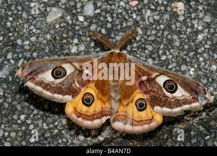 Zoologie / animaux, insectes, papillons, Papillon, de l'empereur moindre (Eudia pavonia), ailes réparties, assis sur le sol, la distribution : l'Europe à l'Asie de l'Est, Additional-Rights Clearance-Info-Not-Available- Banque D'Images