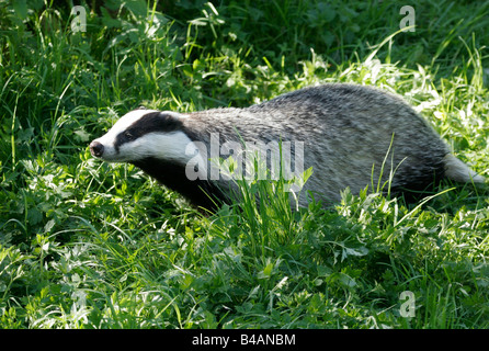 Zoologie / animaux, Mammifères Mammifères /, Martens, Badger, le blaireau eurasien, (Meles meles), le pré, Lueneburger Heide, distribution : l'Europe à l'Asie centrale, Additional-Rights Clearance-Info-Not-Available- Banque D'Images