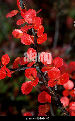 Zwergbirke Herbst Betula nana betula bouleau bouleau betula birke Banque D'Images