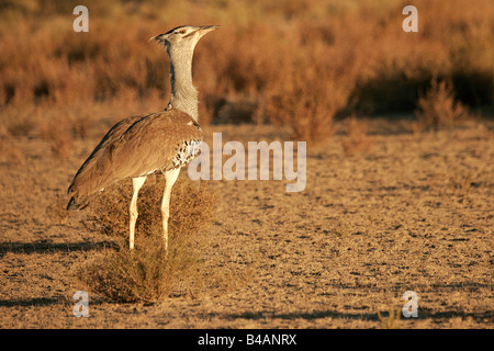 Ardeotis kori Bustard australienne Gom Gom Paauw Pauuw Kori Outarde Kori Kori Bustard Gallinule moindre grande Paauw Banque D'Images