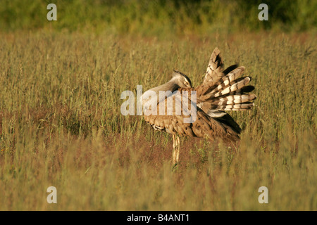 Ardeotis kori Bustard australienne Gom Gom Paauw Pauuw Kori Outarde Kori Kori Bustard Gallinule moindre grande Paauw Banque D'Images