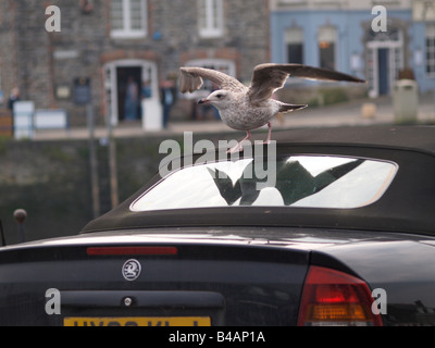 Seagull sur le toit souple toit d'une voiture, avec un reflet parfait dans la fenêtre arrière. Banque D'Images