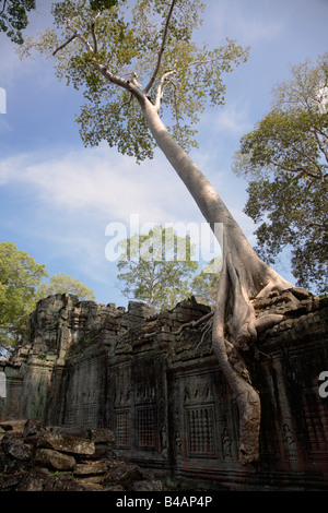 Kapokier (Ceiba pentandra), aka coton soie arbre qui pousse sur un mur à Preah Khan, Angkor, Cambodge Banque D'Images