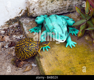 Une tortue de floride FORT AFFRONTE UN FAUX PARLER GRENOUILLE (Terrapene Carolina bauri) Banque D'Images