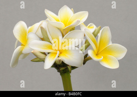 Frangipanier blanc, West Indian Jasmine (Plumeria alba), fleurs Banque D'Images