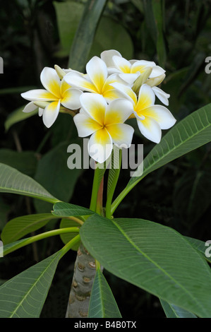 Frangipanier blanc, West Indian Jasmine (Plumeria alba), la floraison Banque D'Images