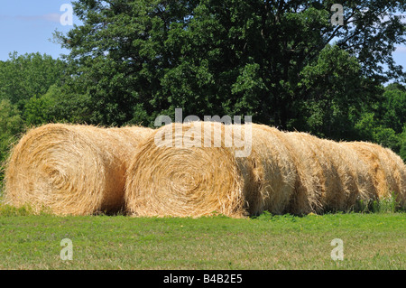 Rouleaux de foin. Banque D'Images