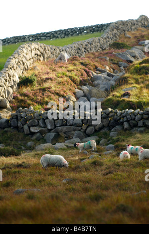 Les moutons dans les montagnes de Mourne gazonner le comté de Down en Irlande du Nord Banque D'Images