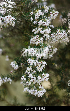 Fleur arbre heath (Erica arborea) La Gomera Banque D'Images