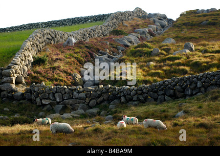 Les moutons dans les montagnes de Mourne gazonner le comté de Down en Irlande du Nord Banque D'Images