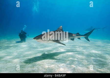 Requin tigre Galeocerdo cuvier et scuba diver West End Océan Atlantique Grand Bahama Banque D'Images