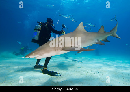 Requin citron Negaprion brevirostris et plongeurs sous-Extrémité Ouest de l'Océan Atlantique Grand Bahama Banque D'Images