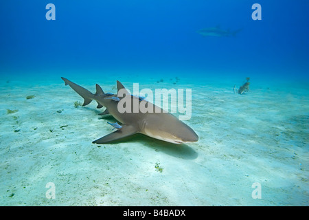 Requin citron Negaprion brevirostris avec Sharksuckers Echeneis naucrates West End Océan Atlantique Grand Bahama Banque D'Images