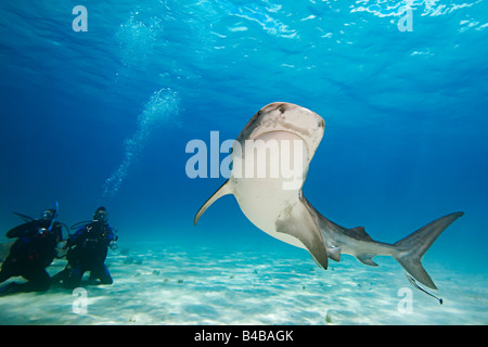 Requin tigre Galeocerdo cuvier et les plongeurs West End Océan Atlantique Grand Bahama Banque D'Images