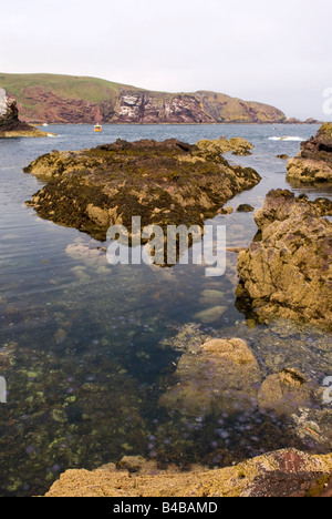 Les méduses à St Abbs Harbour St Abbs Berwickshire Ecosse Banque D'Images