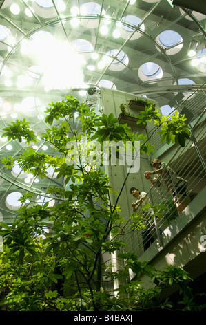 Exposition de la forêt tropicale, Académie des Sciences de Californie, Renzo Piano, architecte, a ouvert en septembre 2008, San Francisco, Californie Banque D'Images