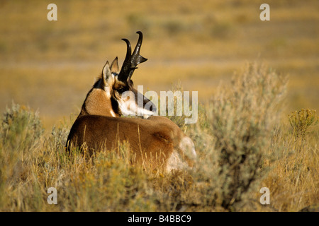 L'antilocapre Antilocapra americana homme couché au repos dans l'armoise argentée dans Yellowstone Banque D'Images
