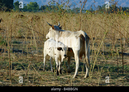 Vache veau Texas Longhorn et le Sud de la Californie USA Banque D'Images