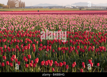 De plus en plus de tulipes sur une ferme au cours de la vallée de la Skagit tulip festival Banque D'Images