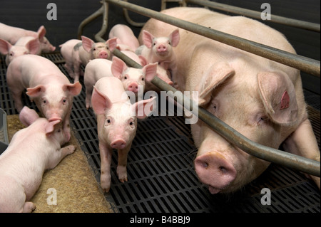 Un cochon et les porcelets dans un stylo sur une ferme porcine du Royaume-Uni Banque D'Images