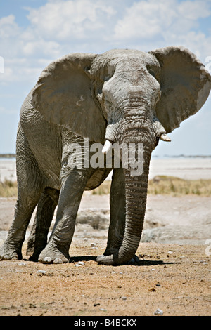 Les éléphants d'Afrique Loxodonta africana à trou d'eau dans le Parc National d'Etosha, Namibie Banque D'Images